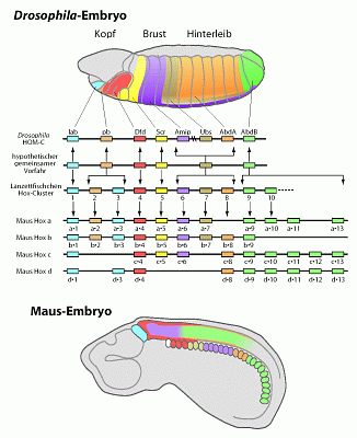 Abb. 196:Hox-Gen bei
Drosophila und Maus
(Zum Vergrern anklicken)